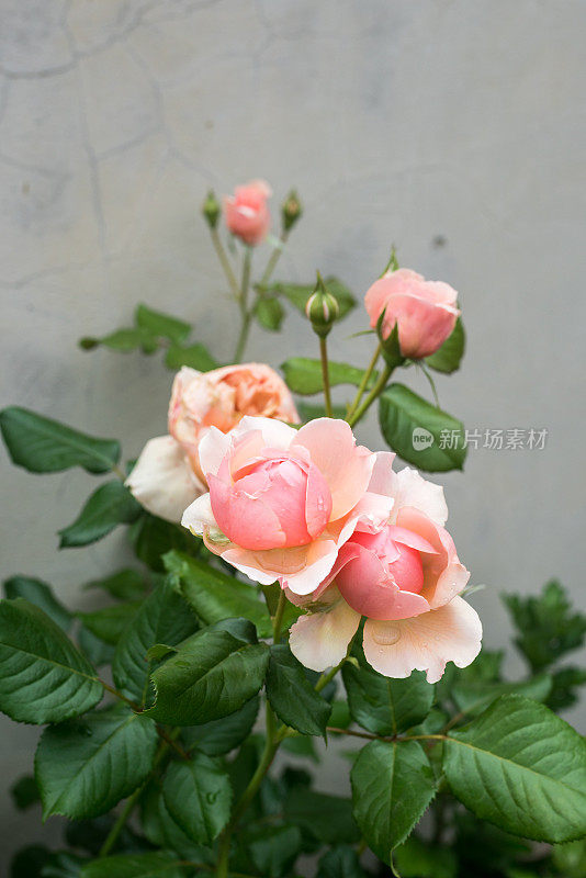 Rosa chinensis Jacq。盛开在春天